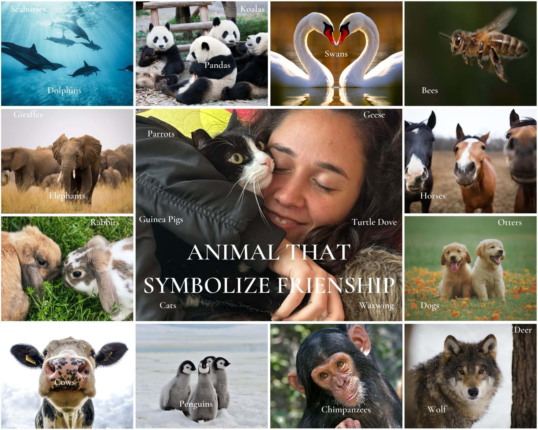 23 Animals that Symbolize Friendship (And What They Teach)