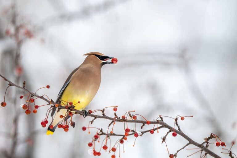 Image of a cedar waxwing with its sleek plumage and distinctive mask enjoys a berry. Image used for the article