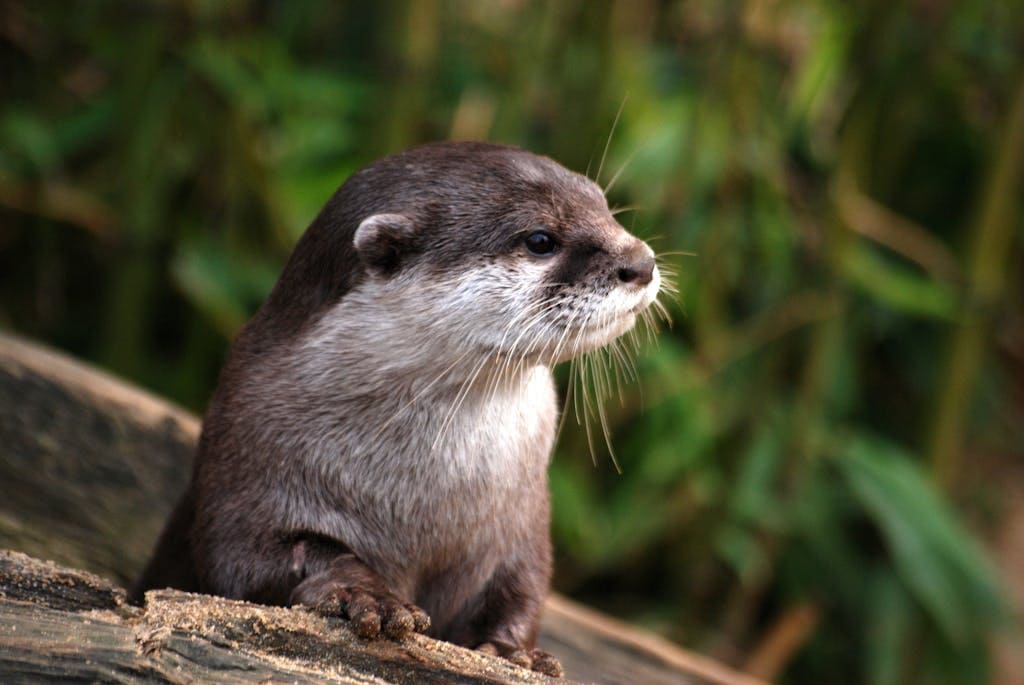 An Otter Sits Comfortably On A Smooth Rock, Its Sleek Body Glistening In The Sunlight. Image Used For The Article Native American Spirit Animals By Birthday