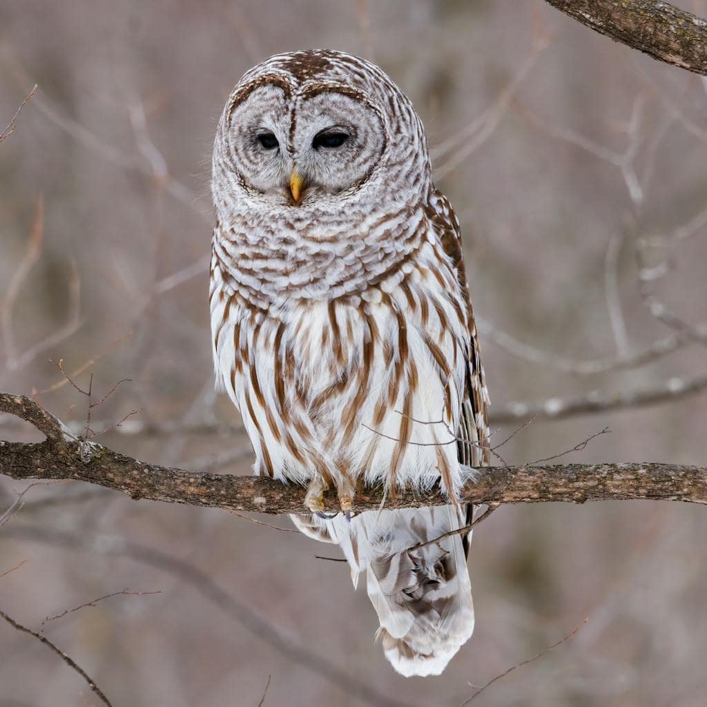 A Barred Owl with its distinctive dark eyes and brown-and-white barred feathers, perched majestically on a sturdy tree branch against a backdrop of green foliage. Image used for the article barred owl spiritual meaning.