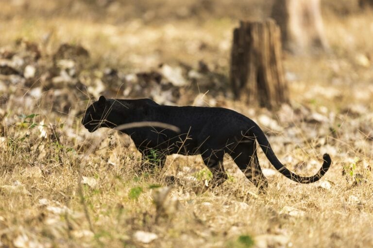 A black jaguar walking stealthily through dry grass and foliage in a forest setting, blending seamlessly with the shadowed surroundings. The big cat's sleek, muscular body and distinctive dark coat with faint rosette patterns are visible against the brown and beige hues of the forest floor. Image used for the article black jaguar symbolism.