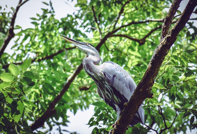 Image of a blue heron perched gracefully on a tree branch, its long legs balanced on the rough bark. The bird's sleek blue-gray feathers glisten softly in the light, and its sharp beak points forward as it surveys its surroundings. The background features a blurred mix of green foliage and a soft sky, highlighting the heron's natural elegance and serene posture. Image used for the article Blue Heron Spiritual Meaning.