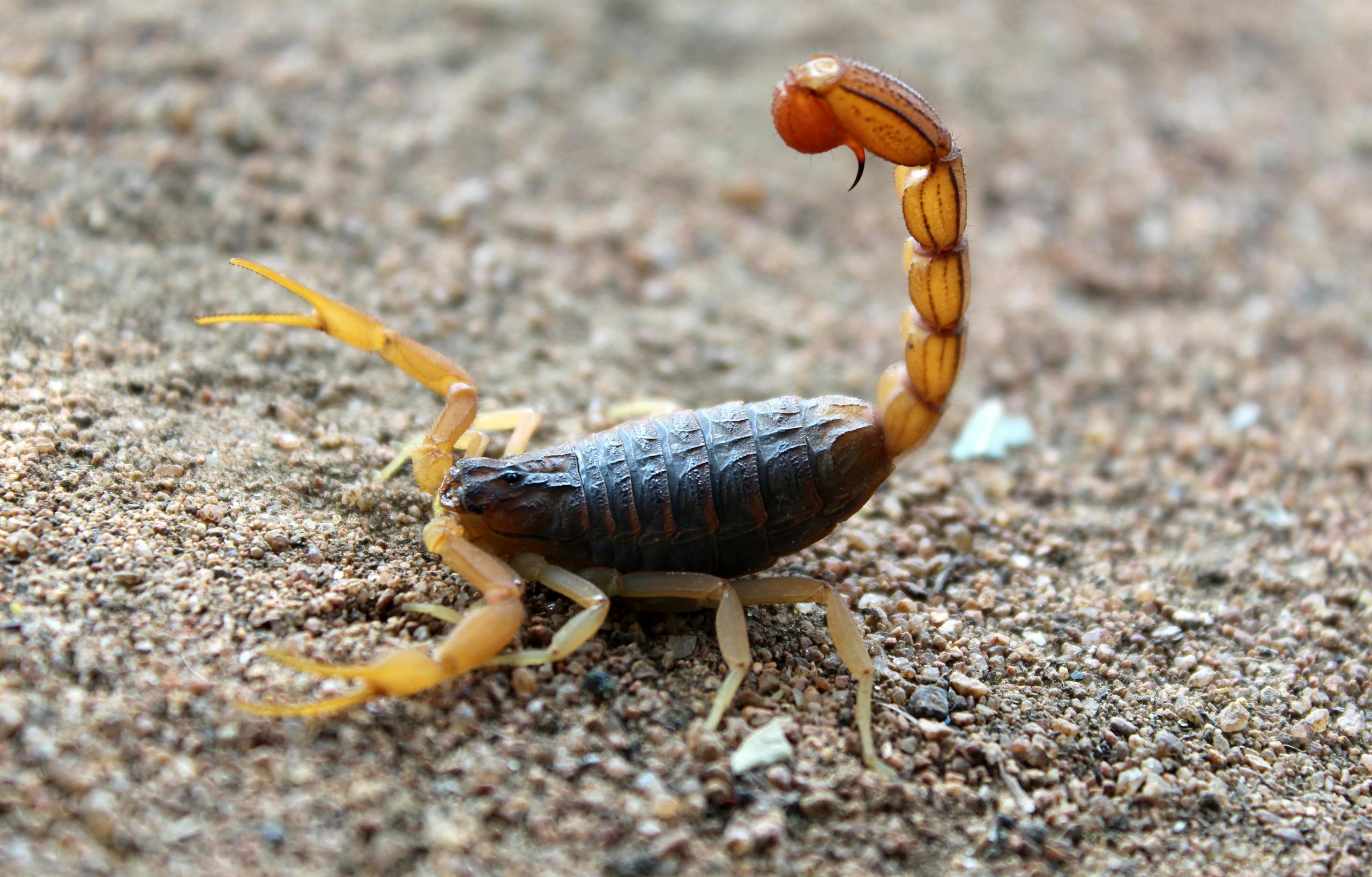 Symbolic Meaning Of Scorpion In Ancient Cultures And Dreams