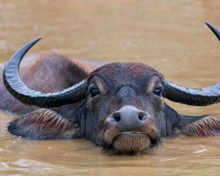 Close-up of a buffalo in water reflecting the Buffalo Spirit Animal energy of resilience, emotional depth, and calm endurance.