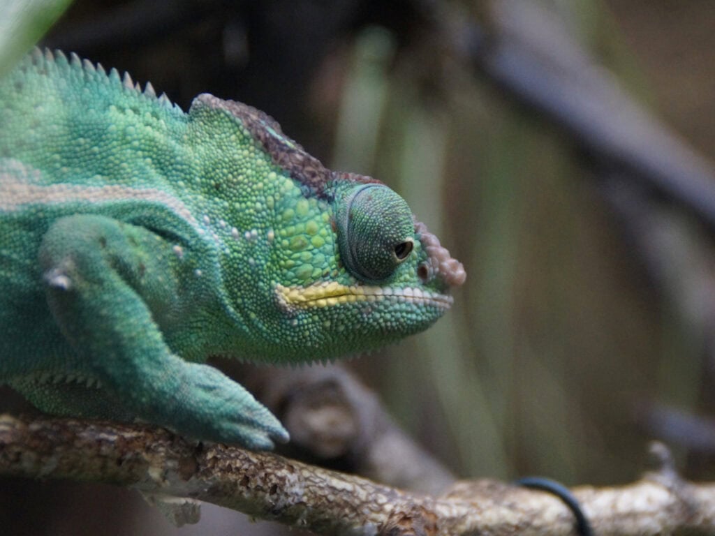Chameleon Spirit Animal: What It Reveals About You? Close-up of a green chameleon on a branch in natural habitat.