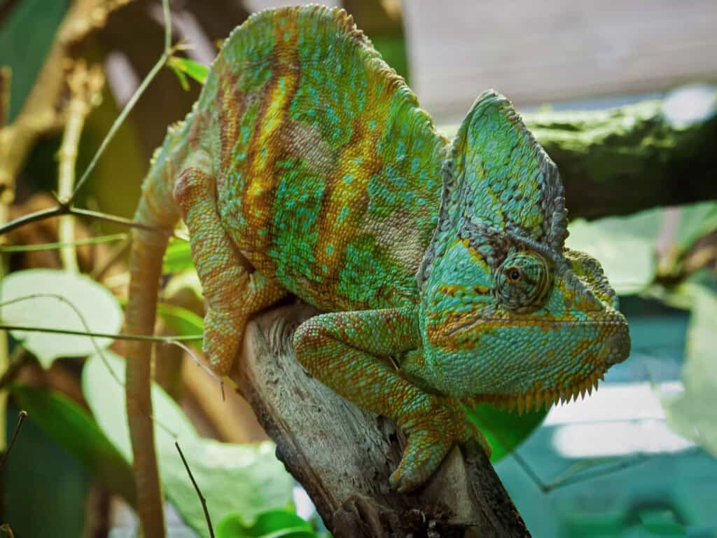 Chameleon Spirit Animal: What It Reveals About You? Colorful chameleon resting on a tree branch in natural habitat.