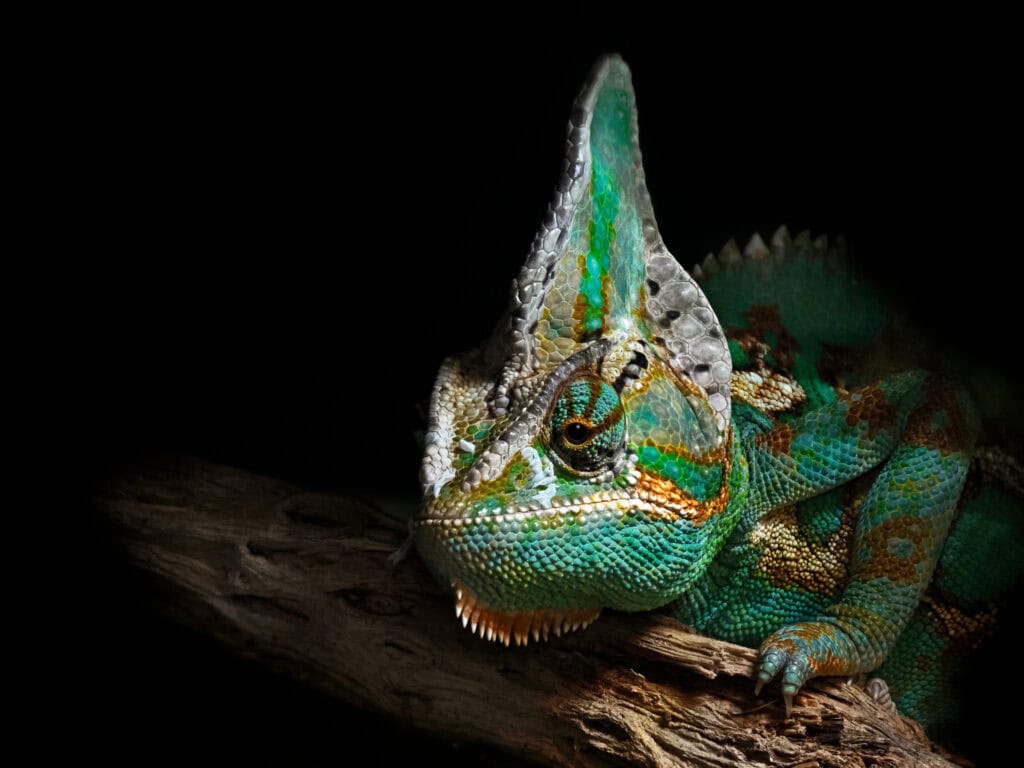 Chameleon Spirit Animal: What It Reveals About You? Vibrant green and turquoise lizard resting on a piece of wood against a black background.