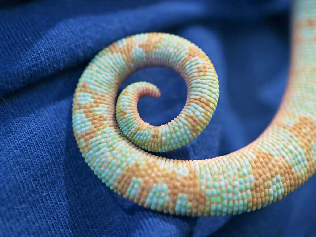 Chameleon Spirit Animal: What It Reveals About You? Spiral-shaped beaded jewelry with pastel colors on blue fabric background.