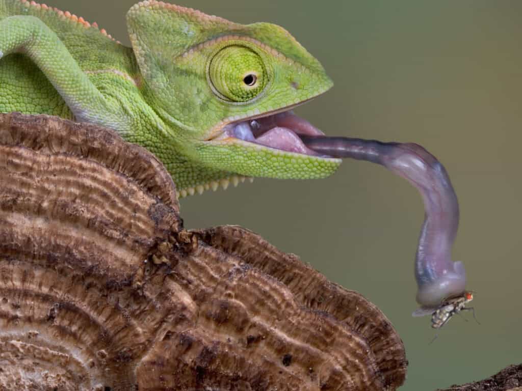 Chameleon Spirit Animal: What It Reveals About You? Close-up of a chameleon catching prey with its tongue.